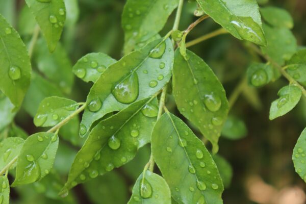 Fresh Curry Leaves-50g
