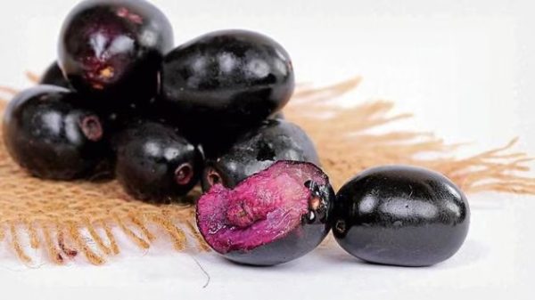 Jamun (Java Plum) - Image 2