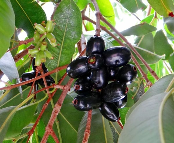 Jamun (Java Plum) - Image 4