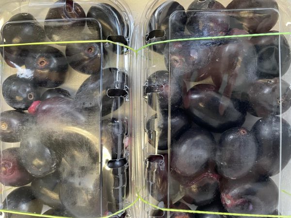 Jamun (Java Plum) - Image 5